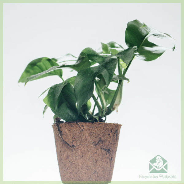 فيلوديندرون rhapidophora tetrasperma monstera minima في cocopot