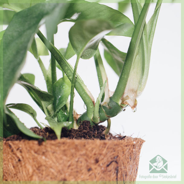 Philodendron rhapidophora tetrasperma monstera minima in cocopot