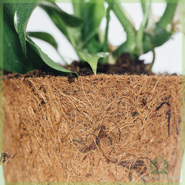 Philodendron rhapidophora tetrasperma monstera minima in cocopot