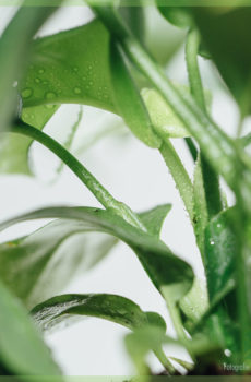 Philodendron rhapidophora tetrasperma monstera minima in cocopot