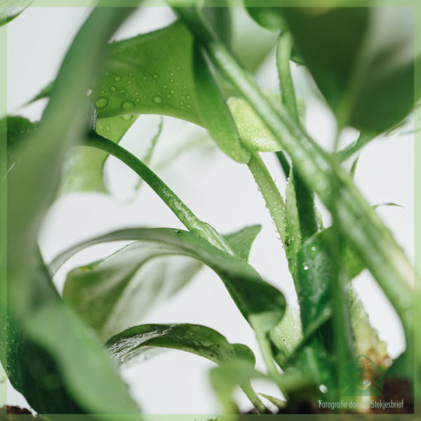 Philodendron rhapidophora tetrasperma monstra minima in cocopot