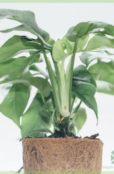 Philodendron rhapidophora tetrasperma monstera minima dina cocopot