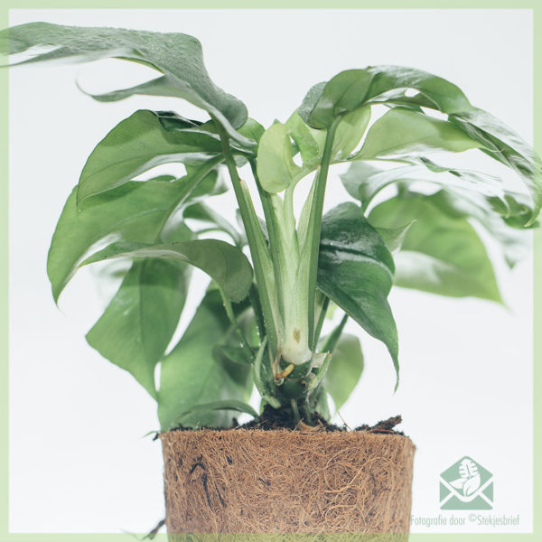 Philodendron rhapidophora tetrasperma monstera minima ing cocopot