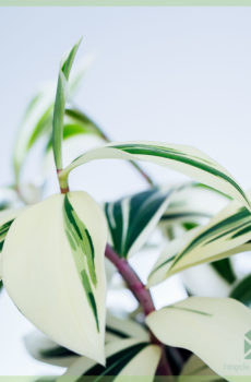 Costus Arabicus Variegata - Ginger Spiral ਖਰੀਦੋ ਅਤੇ ਦੇਖਭਾਲ ਕਰੋ