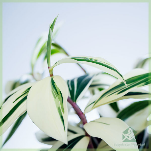 Costus Arabicus Variegata - Ginger Spiral achte ak swen