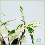 Costus Arabicus Variegata - Ginger Spiral kopen en verzorgen