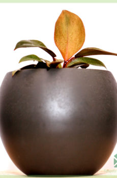 Philodendron Black Cardinal online kopen en verzorgen