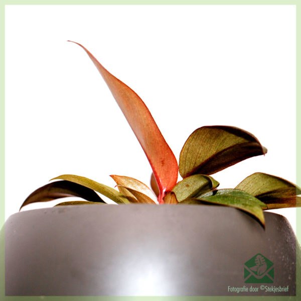 Philodendron Black Cardinal online kopen en verzorgen