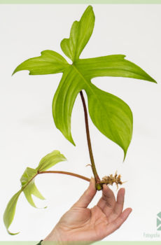 Koop en sorg vir Philodendron Florida Ghost