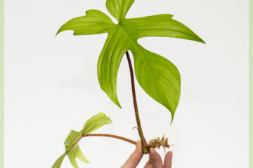 Philodendron Florida Ghost kopen en verzorgen