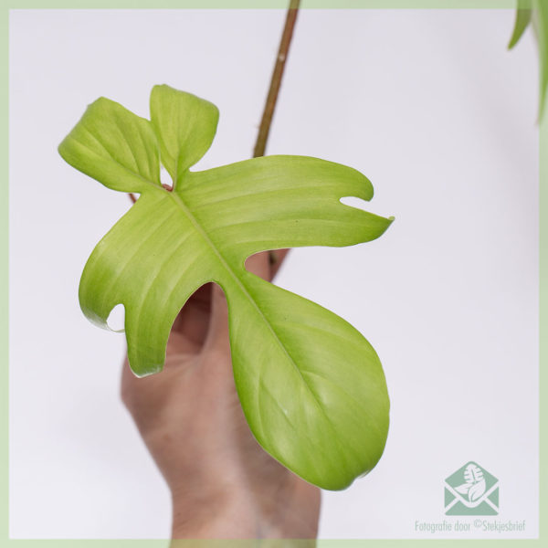 Philodendron Florida Ghost kopen en verzorgen