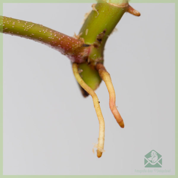 Faʻatau ma tausia Philodendron Florida Ghost