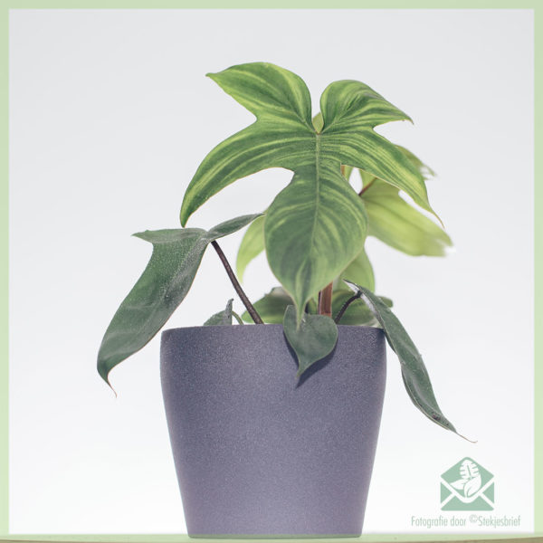 Kauf und Pflege von Philodendron Florida Green