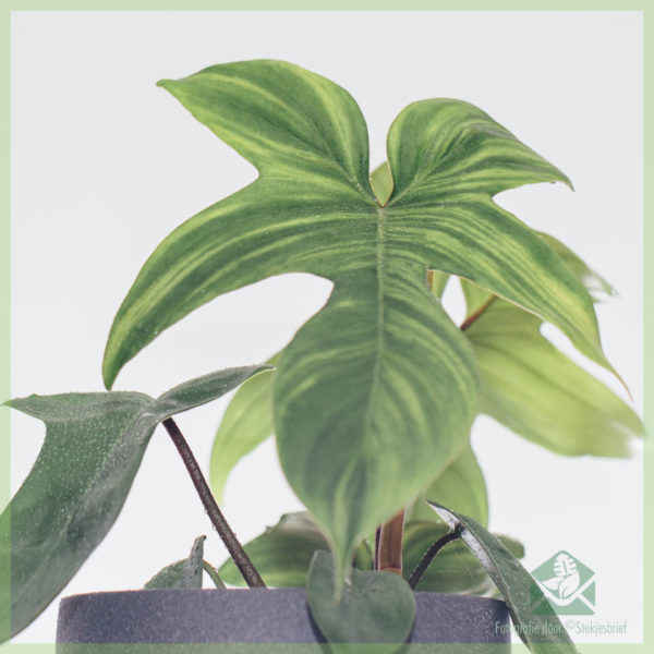 購買和照顧 Philodendron Florida Green