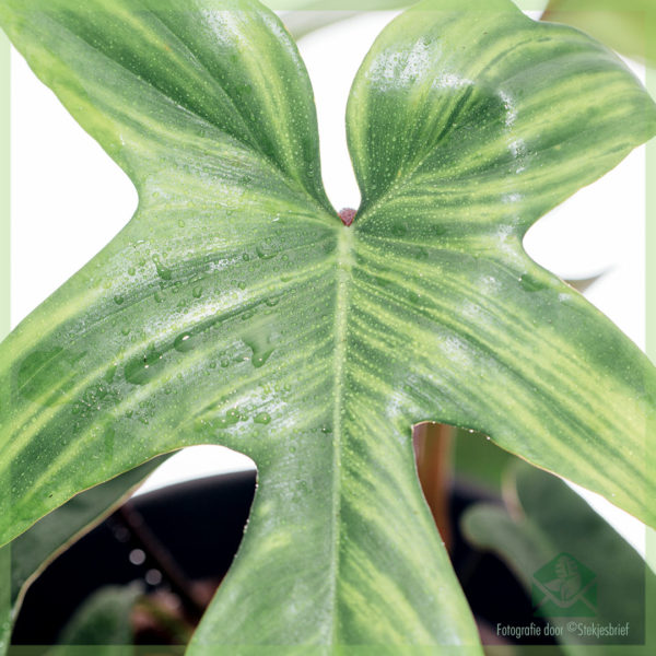 Купуване и грижа за Philodendron Florida Green