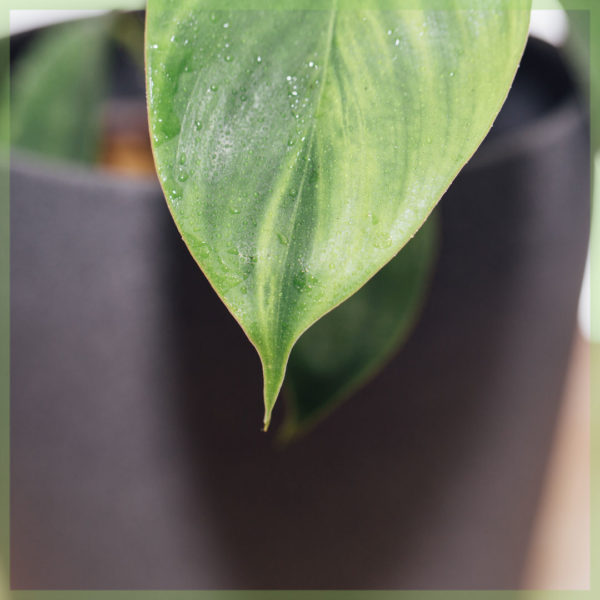 Kauf und Pflege von Philodendron Florida Green