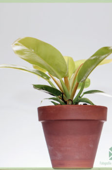 philodendron gold online kopen en verzorgen