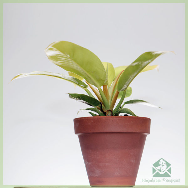 philodendron gold online kopen en verzorgen