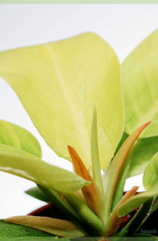 koop en sorg vir Philodendron Gold aanlyn