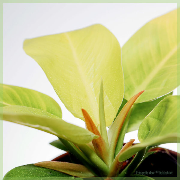 philodendron gold online kopen en verzorgen