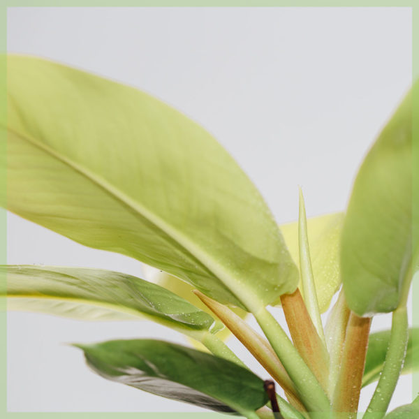 philodendron gold online kopen en verzorgen