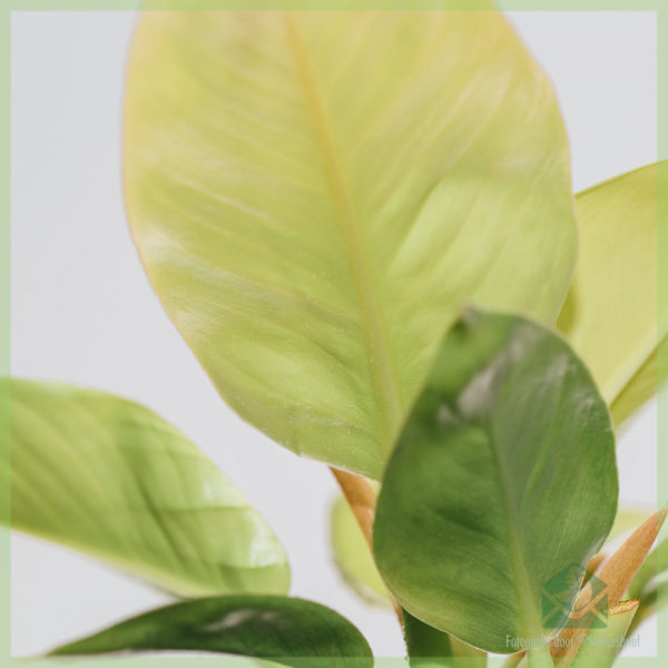 philodendron gold online kopen en verzorgen