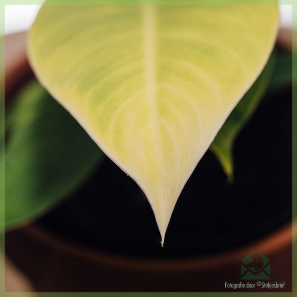 philodendron lò achte ak swen sou entènèt