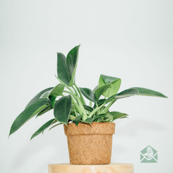 Philodendron Green Apple kopen en verzorgen