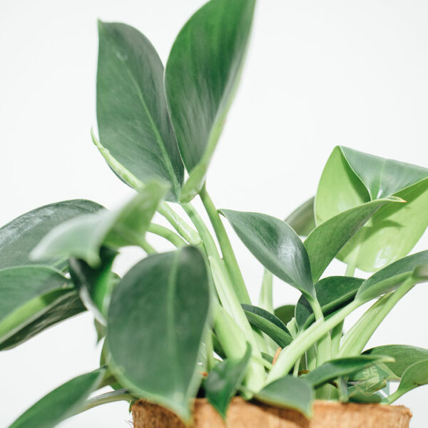 Philodendron Green Apple kopen en verzorgen