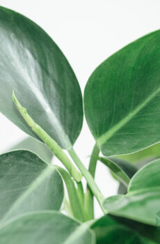 Fa'atauina ma tausia Philodendron Green Apple