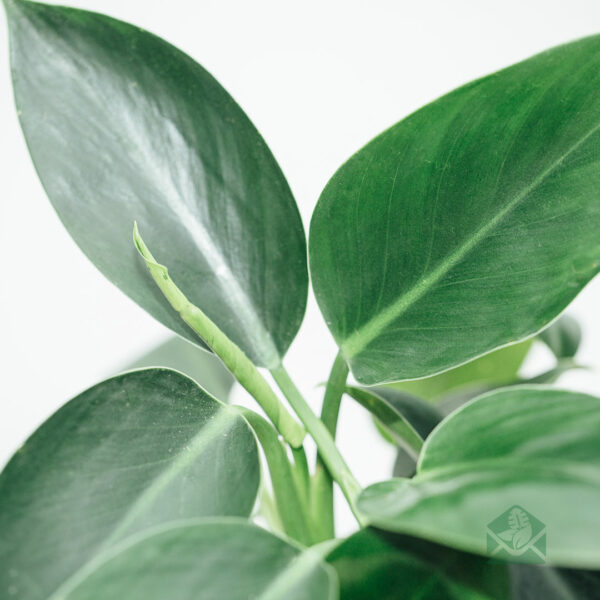 Philodendron Green Apple kopen en verzorgen