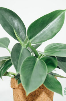 Philodendron Green Apple kopen en verzorgen