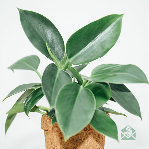 Philodendron Green Apple kopen en verzorgen