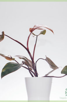 Achte Philodendron Pink Princess