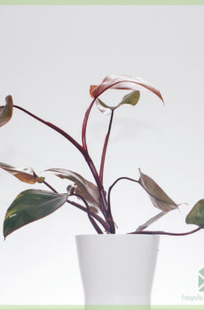 Купете Philodendron Pink Princess