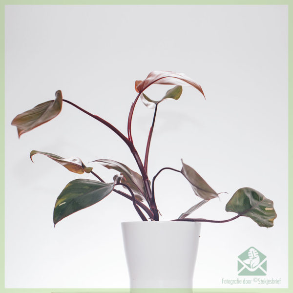 Pērciet Philodendron Pink Princess