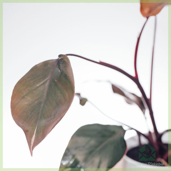 Pērciet Philodendron Pink Princess