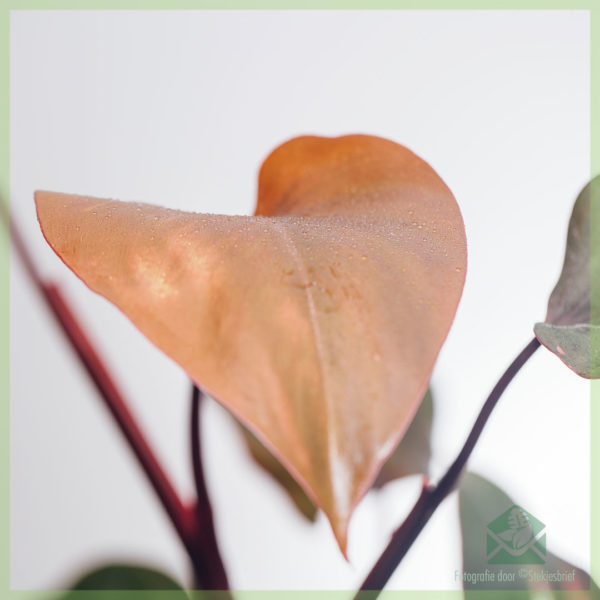 Achte Philodendron Pink Princess