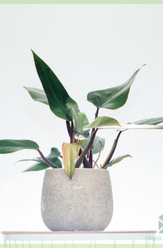 Philodendron Ruby kopen en verzorgen