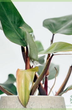 Philodendron Ruby kopen en verzorgen