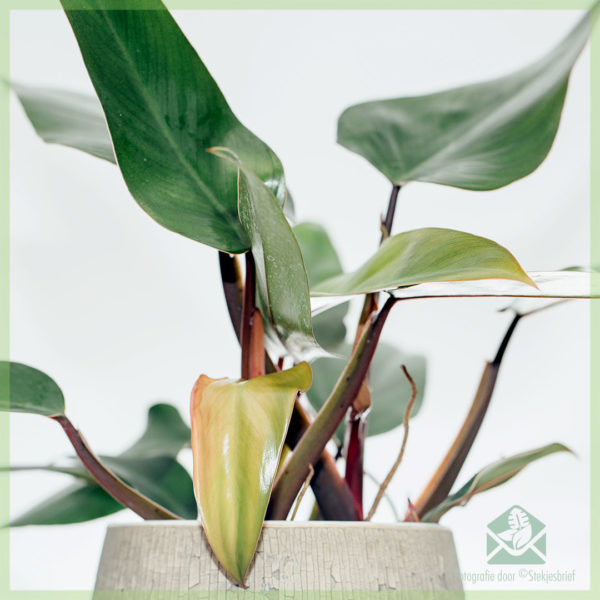 Buying and caring for Philodendron Ruby