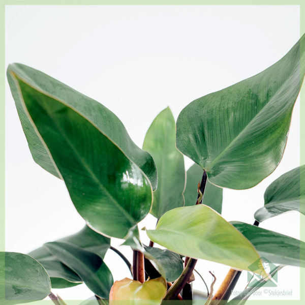 Philodendron Ruby kopen en verzorgen