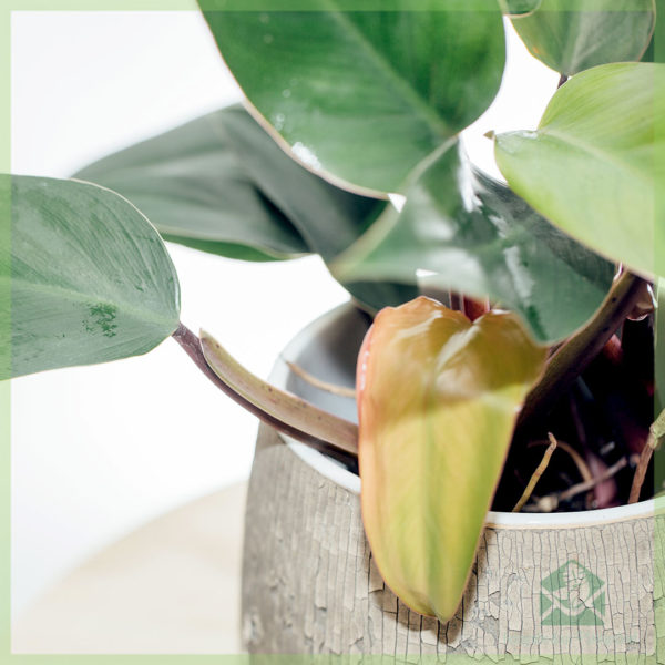 Philodendron Ruby kopen en verzorgen