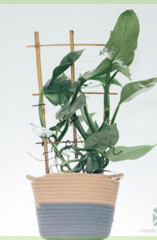 Philodendron Silver Queen op rek 50 cm kopen en verzorgen