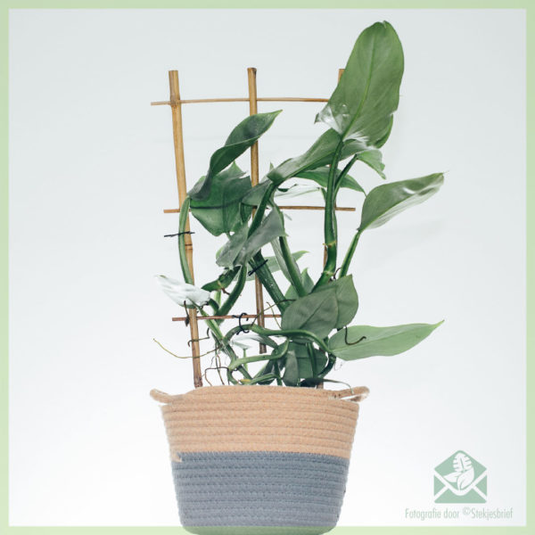 Koop en versorg Philodendron Silver Queen op rek 50 cm