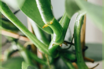 Kaufen und pflegen Sie Philodendron Silver Queen auf Gestell 50 cm