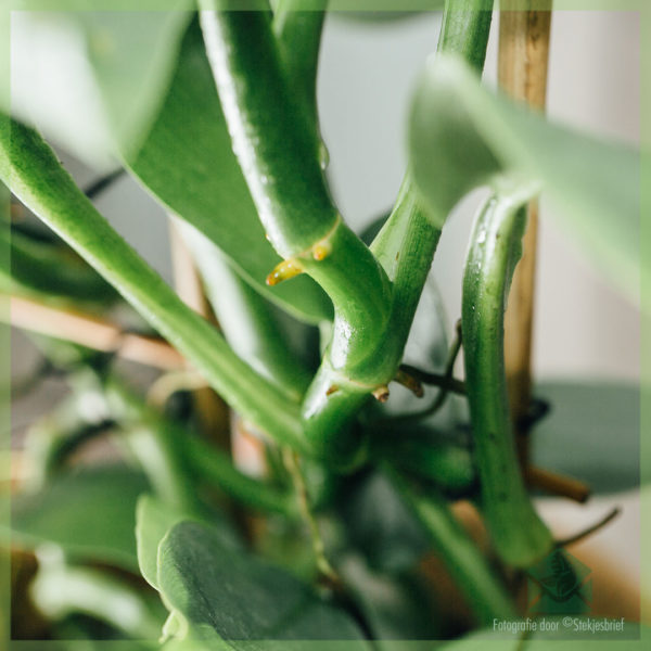 Kupite i njegujte Philodendron Silver Queen na stalku 50 cm