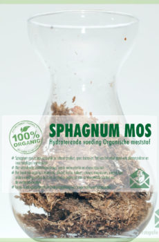 Keapje Sphagnum moss grûnbedekking frisse sphagnum moss