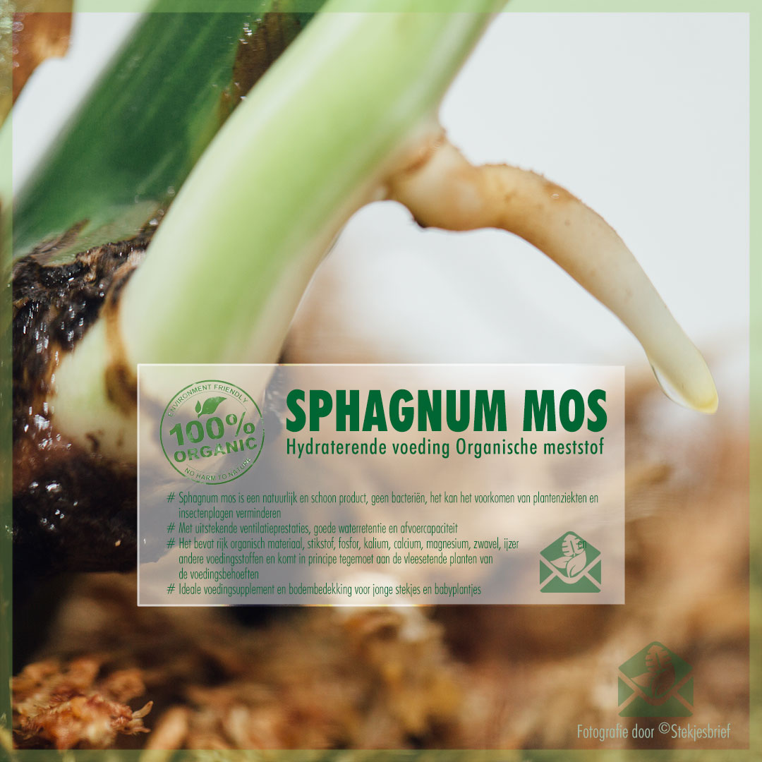sphaenopsis 6 l Substrat de mousse de sphaigne pour bonsaï orchidées 