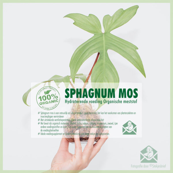 Emptum Sphagnum muscum humum recens sphagnum musci